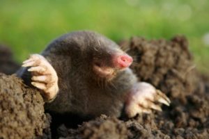 Moles Animal Removal