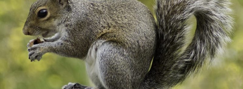Cincinnati Squirrel Removal