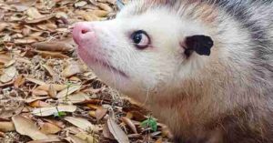 Opossum Animal Removal