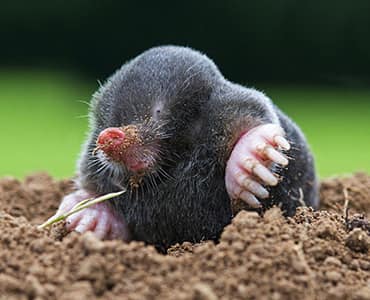 Mole Animal Removal